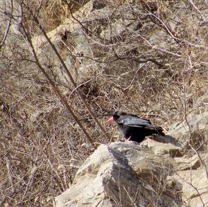 Red-billed Chough