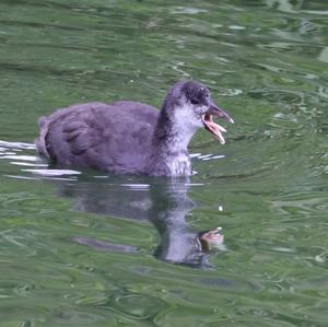 Common Coot