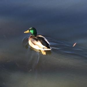 Mallard