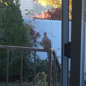 Mourning Dove