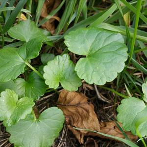 Ground-Ivy