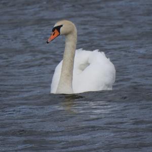 Mute Swan