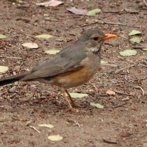 Kurrichane Thrush