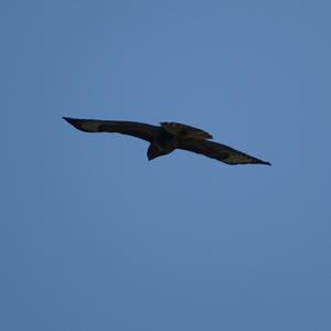 Common Buzzard