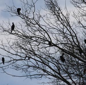 Great Cormorant