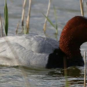 Common Pochard