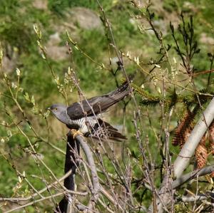 Common Cuckoo