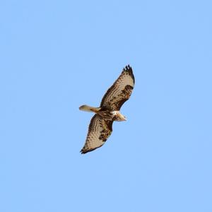 Common Buzzard