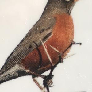 American Robin