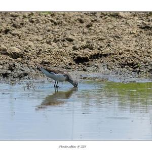 Green Sandpiper