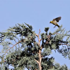 Eurasian Siskin