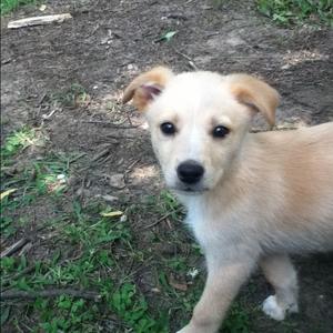 Unknown Breed