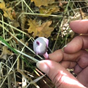 Amethyst Deceiver