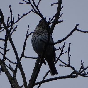 Song Thrush