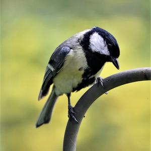 Great Tit