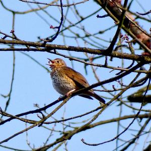 Song Thrush