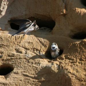 Sand Martin