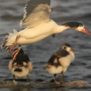 Common Shelduck