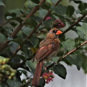 Northern Cardinal