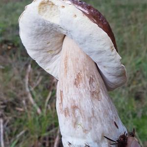 Steinpilz