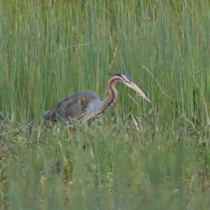 Purple Heron