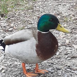 Mallard