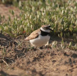 Little Ringed Plover