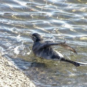 White Wagtail