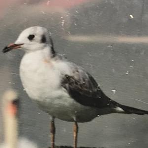 Black-headed Gull