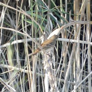 Tree Pipit