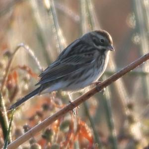 Reed Bunting