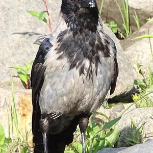 Hooded Crow