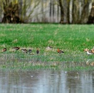 Black-tailed Godwit