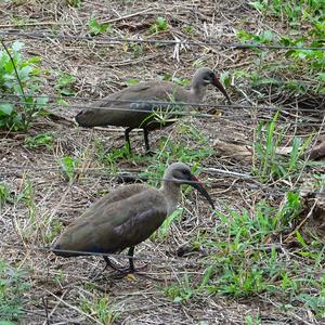 Hadada Ibis