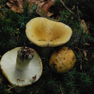 Yellow-ochre Russula