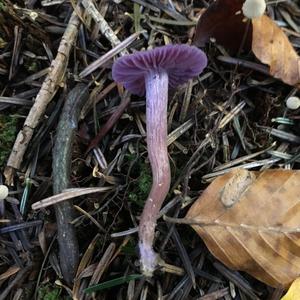 Amethyst Deceiver