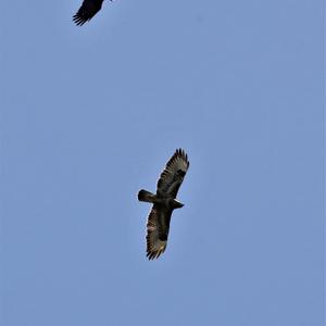 Common Buzzard