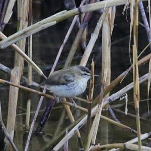 Sedge Warbler