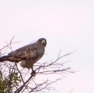 Osprey