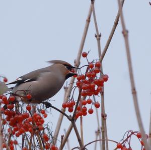 Bohemian Waxwing