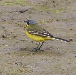 Yellow Wagtail