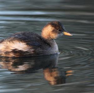 Little Grebe