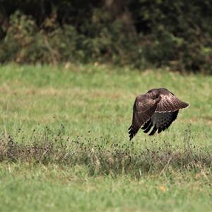 Mäusebussard