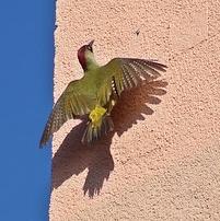 Eurasian Green Woodpecker