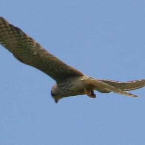 Common Kestrel