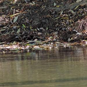 Grey Wagtail