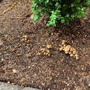 Fairy Ring Mushroom