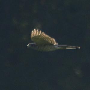 Eurasian Sparrowhawk