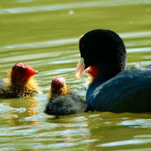 Common Coot