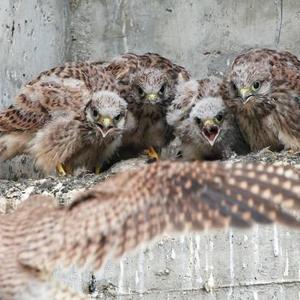 Common Kestrel